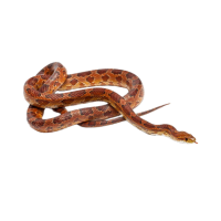 Imagem do produto Cornsnake
